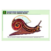 Рельефная таблица "Внутреннее строение брюхоногого моллюска" (формат А1, матовое ламинир.) - «globural.ru» - Мурманск