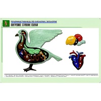 Рельефная таблица "Внутреннее строение голубя" (формат А1, матовое ламинир.) - «globural.ru» - Мурманск