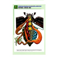 Рельефная таблица "Внутреннее строение жука" (формат А1, матовое ламинир.) - «globural.ru» - Мурманск