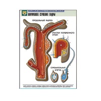 Рельефная таблица "Внутреннее строение гидры" (формат А1, матовое ламинир.) - «globural.ru» - Мурманск