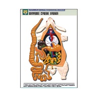 Рельефная таблица "Внутреннее строение кролика" (формат А1, матовое ламинир.) - «globural.ru» - Мурманск