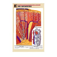 Рельефная таблица "Почка. Макро-микростроение" - «globural.ru» - Мурманск