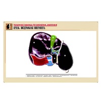 Рельефная таблица "Печень. Висцеральная поверхность" (формат А1, матовое ламинир.) - «globural.ru» - Мурманск