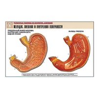 Рельефная таблица "Желудок. Внешняя и внутренняя поверхности" (формат А1, матовое ламинир.) - «globural.ru» - Мурманск