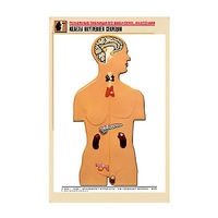 Рельефная таблица "Железы внутренней секреции" (формат А1, матовое ламинир.) - «globural.ru» - Мурманск