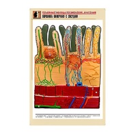 Рельефная таблица "Ворсинка кишечная с сосудом" (формат А1, матовое ламинир.) - «globural.ru» - Мурманск