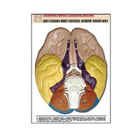 Рельефная таблица "Доли и извилины нижней поверхности полушарий головного мозга" - «globural.ru» - Мурманск