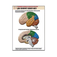 Рельефная таблица "Доли полушарий головного мозга" - «globural.ru» - Мурманск