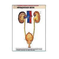 Рельефная таблица "Мочевыделительная система" (формат А1, матовое ламинир.) - «globural.ru» - Мурманск