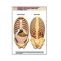 Рельефная таблица "Расположение органов грудной и брюшной полостей по отношению к скелету"(формат А1, лам.) - «globural.ru» - Мурманск