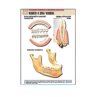 Рельефная таблица "Челюсти и зубы человека" (формат А1, матовое ламинир.) - «globural.ru» - Мурманск