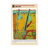 Рельефная таблица "Кожа. Разрез" (формат А1, матовое ламинир.) - «globural.ru» - Мурманск