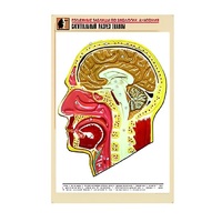 Рельефная таблица "Сагиттальный разрез головы" (формат А1, матовое ламинир.) - «globural.ru» - Мурманск