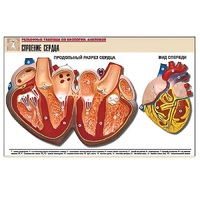 Рельефная таблица "Строение сердца" (формат А1, матовое ламинир.) - «globural.ru» - Мурманск
