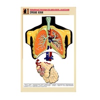 Рельефная таблица "Строение легких" (формат А1, матовое ламинир.) - «globural.ru» - Мурманск
