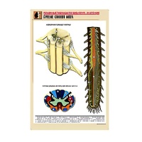 Рельефная таблица "Строение спинного мозга " (формат А1, матовое ламинир.) - «globural.ru» - Мурманск