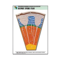 Рельефная таблица "Клеточное строение стебля" (формат А1, матовое ламинир.) - «globural.ru» - Мурманск
