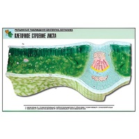 Рельефная таблица "Клеточное строение листа" (формат А1, матовое ламинир.) - «globural.ru» - Мурманск