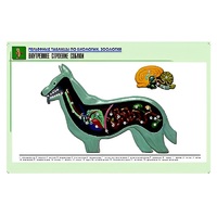 Рельефная таблица "Внутреннее строение собаки" (формат А1, матовое ламинир.) - «globural.ru» - Мурманск