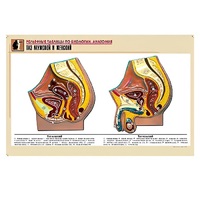 Рельефная таблица "Таз мужской и женский" (формат А1, матовое ламинир.) - «globural.ru» - Мурманск