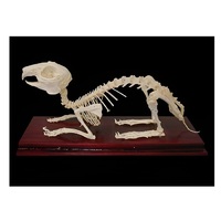 Скелет кролика - «globural.ru» - Мурманск