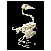 Скелет голубя - «globural.ru» - Мурманск