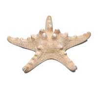 Сухой препарат "Звезда морская" (вариант 2) - «globural.ru» - Мурманск