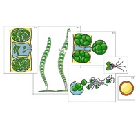 Модель-аппликация "Размножение многоклеточной водоросли" (ламинированная) - «globural.ru» - Мурманск