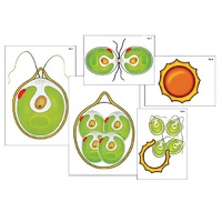 Модель-аппликация "Размножение одноклеточной водоросли" (ламинированная) - «globural.ru» - Мурманск