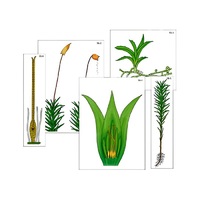 Модель-аппликация "Размножение мха" (ламинированная) - «globural.ru» - Мурманск