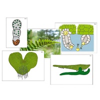Модель-аппликация "Размножение папоротника" (ламинированная) - «globural.ru» - Мурманск