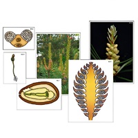 Модель-аппликация "Размножение сосны" (ламинированная) - «globural.ru» - Мурманск