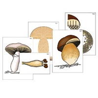 Модель-аппликация "Размножение шляпочного гриба" (ламинированная) - «globural.ru» - Мурманск