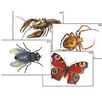 Модель-аппликация "Разнообразие беспозвоночных" (ламинированная) - «globural.ru» - Мурманск