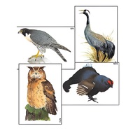 Модель-аппликация "Разнообразие высших хордовых 1. Пресмыкающиеся и птицы" (ламинированная) - «globural.ru» - Мурманск