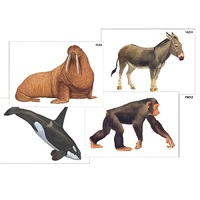 Модель-аппликация "Разнообразие высших хордовых 2. Млекопитающие" (ламинированная) - «globural.ru» - Мурманск