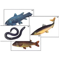 Модель-аппликация "Разнообразие низших и высших хордовых" (ламинированная) - «globural.ru» - Мурманск