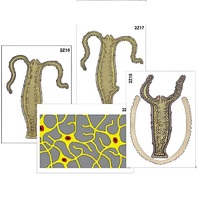 Модель-аппликация "Строение и размножение гидры" (ламинированная) - «globural.ru» - Мурманск