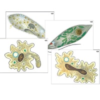 Модель-аппликация "Строение и разнообразие простейших" (ламинированная) - «globural.ru» - Мурманск