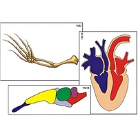 Модель-аппликация "Эволюция важнейших систем органов позвоночных" (ламинированная) - «globural.ru» - Мурманск