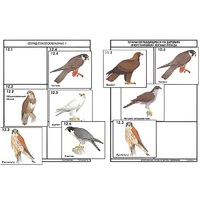 Комплект дидактических карточек: "Систематика и экология птиц" (95 штук, цвет., лам.) - «globural.ru» - Мурманск