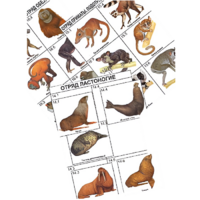 Комплект дидактических карточек: "Систематика и экология млекопитающих" (96 штук, цвет., лам.) - «globural.ru» - Мурманск