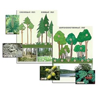 Гербарий фотографический "Растительные сообщества. Лес" (раздаточный) - «globural.ru» - Мурманск