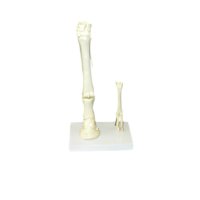 Модель "Скелет конечностей лошади и овцы" (на подставке) - «globural.ru» - Мурманск