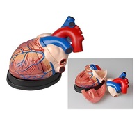 Модель сердца в разрезе (демонстрационная) - «globural.ru» - Мурманск