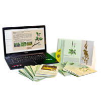 Гербарий натурально-интерактивный "Дикорастущие растения" - «globural.ru» - Мурманск