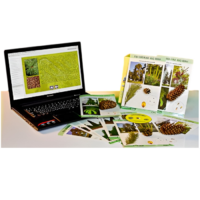 Коллекция натурально-интерактивная "Голосеменные растения" - «globural.ru» - Мурманск