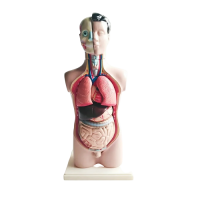 Торс человека разборный - «globural.ru» - Мурманск