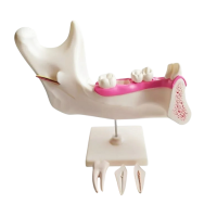 Комплект моделей - «globural.ru» - Мурманск