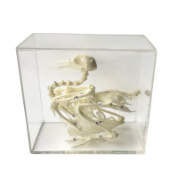 Комплект скелетов различных классов животных - «globural.ru» - Мурманск